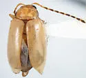 Metrioidea convexa - photo 3