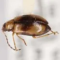 Metrioidea varicornis