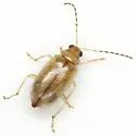 Metrioidea varicornis - photo 2
