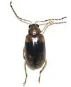 Metrioidea varicornis - photo 3