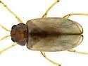 Metrioidea varicornis - photo 4