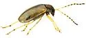 Metrioidea varicornis - photo 5