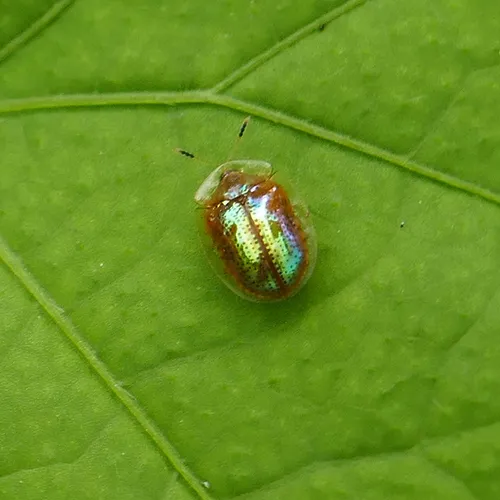 Metrionella bilimeki - Metrionella bilimeki