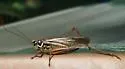 Roesel’s Katydid