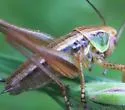 Roesel’s Katydid - photo 2