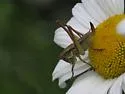 Roesel’s Katydid - photo 3