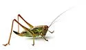 Roesel’s Katydid - photo 4