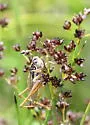 Roesel’s Katydid - photo 5