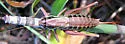 Bog Katydid - Metrioptera sphagnorum