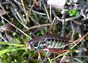 Bog Katydid - photo 2