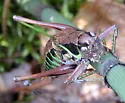 Bog Katydid - photo 3