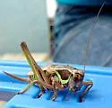 Bog Katydid - photo 4