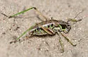 Bog Katydid - photo 5