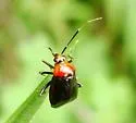 Wild Onion Mirid