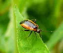 Wild Onion Mirid - photo 2
