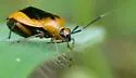 Wild Onion Mirid - photo 3