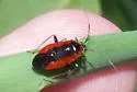 Wild Onion Mirid - photo 4