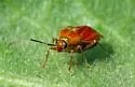 Wild Onion Mirid - photo 5
