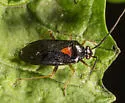 Metriorrhynchomiris fallax - photo 2
