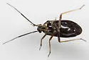 Metriorrhynchomiris fallax - photo 3