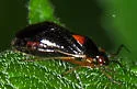 Metriorrhynchomiris fallax - photo 4