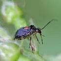 Metriorrhynchomiris fallax - photo 5