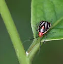 Metriorrhynchomiris illini