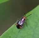 Metriorrhynchomiris illini - photo 2