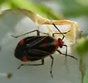 Metriorrhynchomiris illini - photo 4