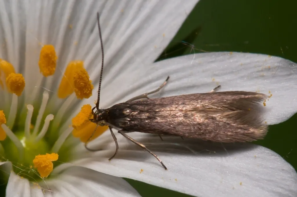 stitchwort case-bearer - photo 2