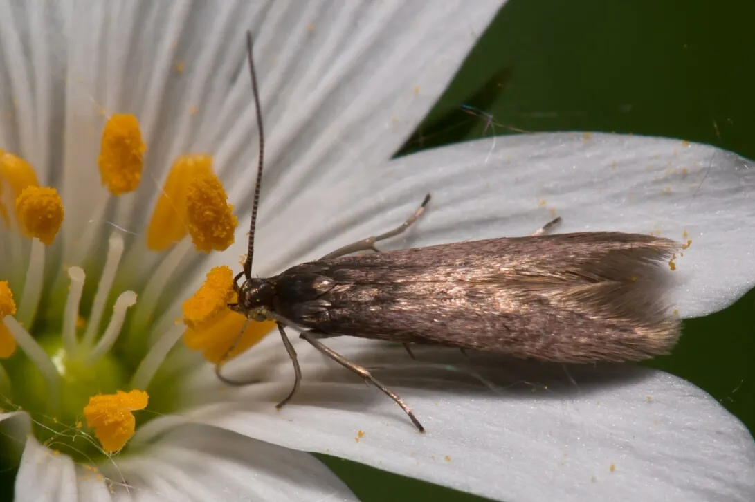 stitchwort case-bearer - photo 3