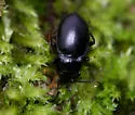 Metrius contractus - Metrius contractus