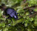 Metrius contractus - photo 2