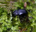 Metrius contractus - photo 3