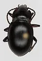 Metrius contractus - photo 4