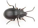 Metrius contractus - photo 5