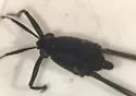 Metrobates anomalus