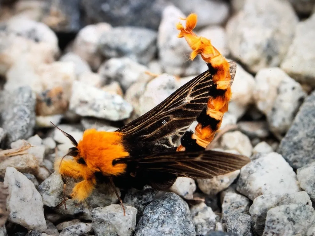 Saunder's Case Moth - photo 2