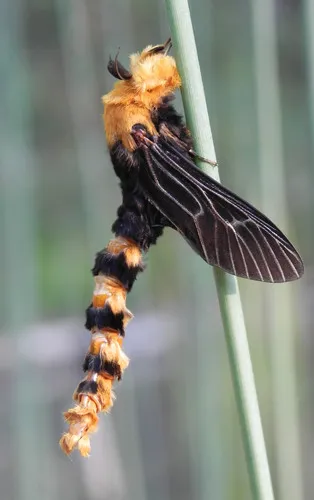 Saunder's Case Moth - photo 6