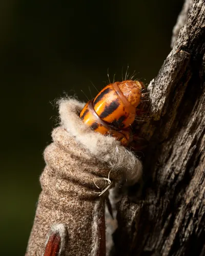 Saunder's Case Moth - photo 8