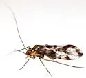 Metylophorus barretti - photo 4