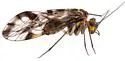Metylophorus barretti - photo 5