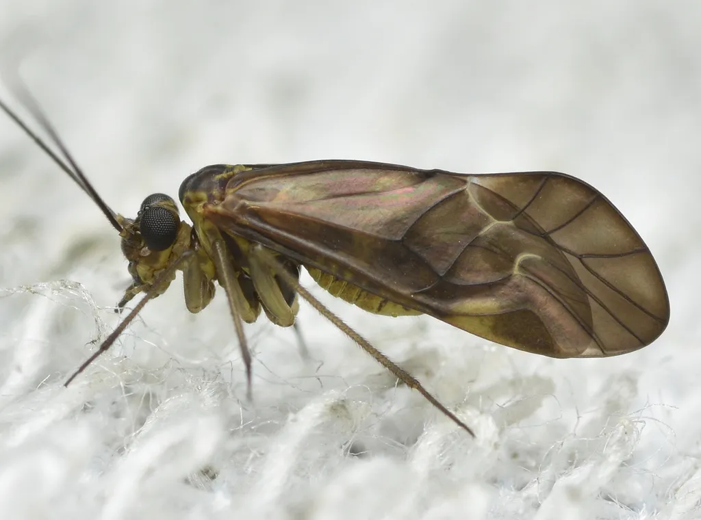 cloudy brown barklouse - photo 2