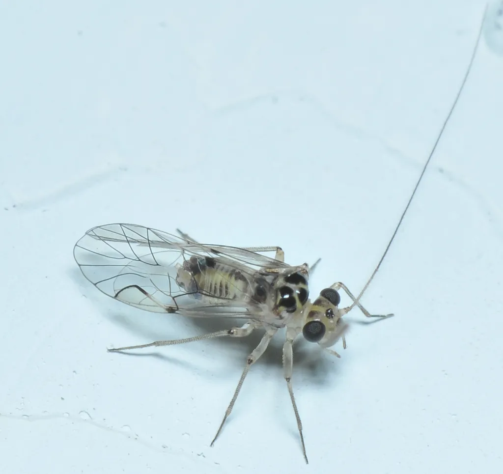 Metylophorus purus - photo 3