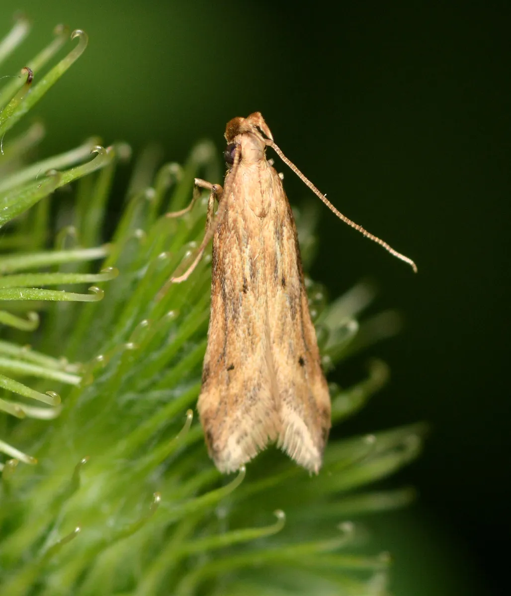 Metzneria lappella - photo 3