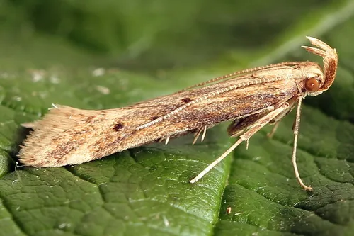 Metzneria lappella - photo 4