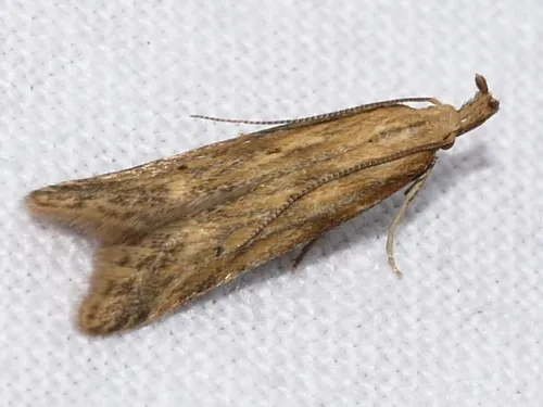 Metzneria lappella - photo 5