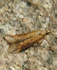 Metzneria metzneriella