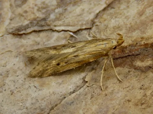Metzneria metzneriella - photo 2