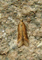 Metzneria metzneriella - photo 4